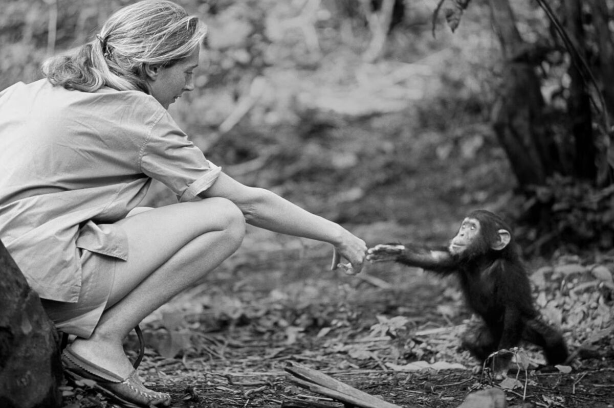 Foto: Hugo van Lawick, National Geographic Creative